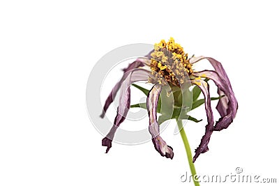 Dry dead purple and pink wild flower â€œWild Cosmos Flowerâ€ Cosmos bipinnatus closeup macro details photo isolated Stock Photo